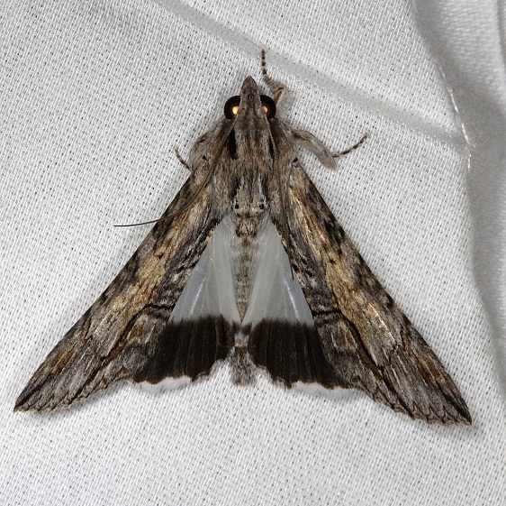 8610 Royal Poinciana Moth NABA Gardens Texas 11-3-13