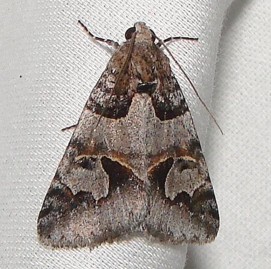 8619 Occult Drasteria Moth Juniper Springs Ocala Natl 3-13-12