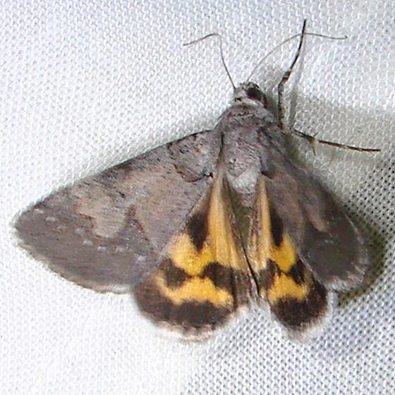 8619 Occult Drasteria Moth Juniper Springs Ocala Natl 3-14-12