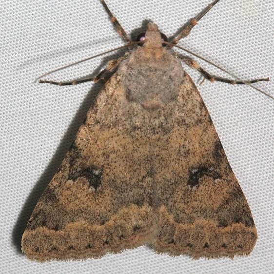 8622 Inept Drasteria Moth Colorado National Monument 6-18-17 (38)_opt