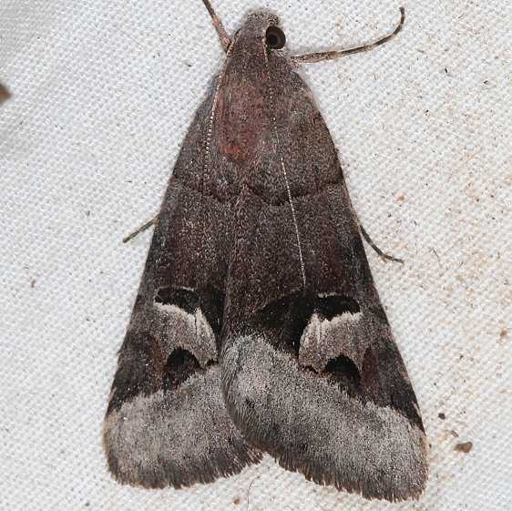 8635 Perplexed Arches Moth Mesa Verda Natl Pk Colorado 6-9-17 (2)_opt