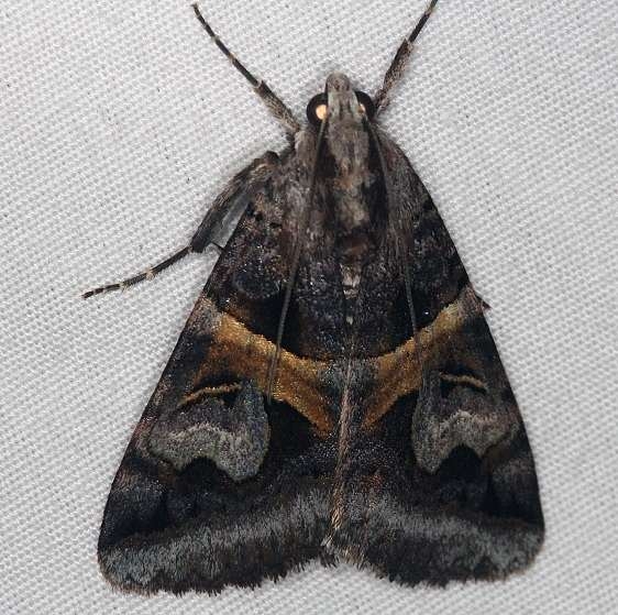 8641 Figure-seven Moth Burr Oak St Pk at lodge Oh 6-28-14