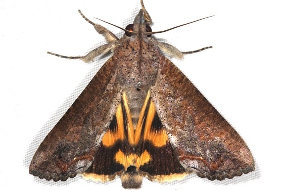 8642 Hypocala Moth Campsite 119 Falcon St Pk 10-22-16_opt