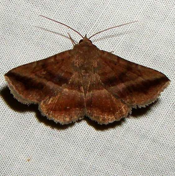 8651 Detracted Owlet Moth Lesmone detrahens yard 9-3-11_opt