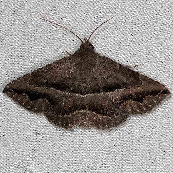 8651 Detracted Owlet Moth NABA Gardens Texas 11-3-13