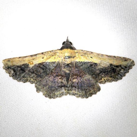 8658 Pale-edged Selensia Moth Everglade Natl Pk Nike Missle Rd 3-5-13