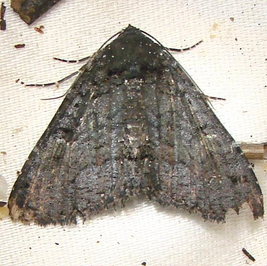 8663 Pseudanthracia Moth Kissimmee Prairie St Pk 3-12-12