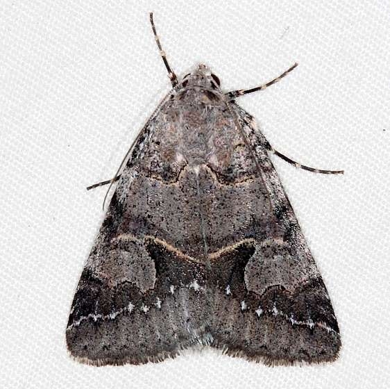 8681 Graphic Moth Little Manetee River St Pk Fl 3-8-15