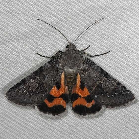 8681 Graphic Moth Little Manetee River St Pk Fl 3-8-15