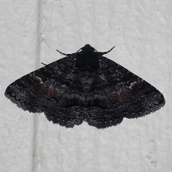 8683 Pseudanthracia coracias Moth Kissimmee Prairie St Pk 3-11-13
