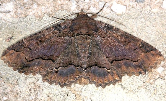8689 Lunate Zale Moth Carter Cave St Pk Ky 4-23-13