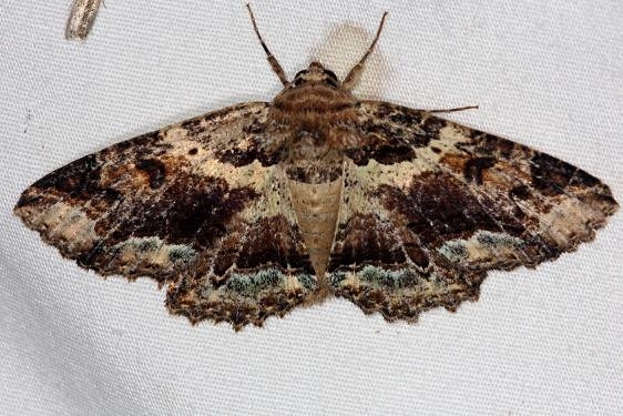 8692 Maple Zale Moth Silver Lake Cypress Glenn Fl 3-19-15