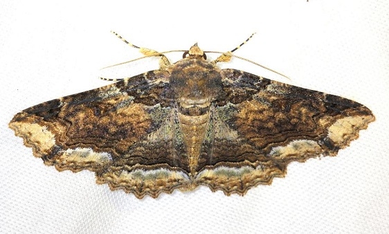 8697 Colorful Zale MothCarter Cave St Pk Kentucky 4-23-13 (125)a
