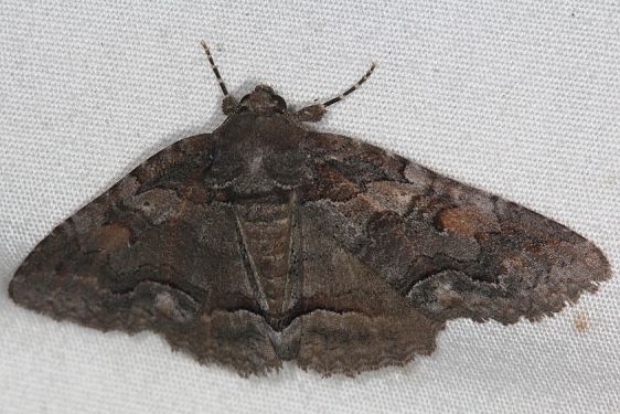 8699 Oblique Zale Moth Little Manetee River St Pk Fl 3-8-15