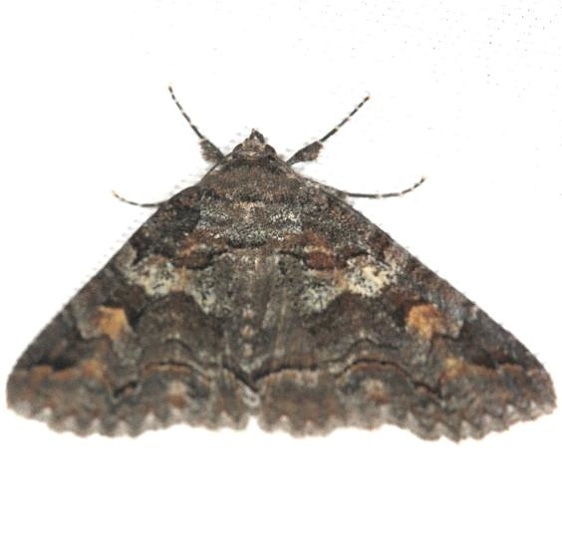 8703 Zale duplicata (Pine false looper Moth) yard 5-1-13 (1)_opt