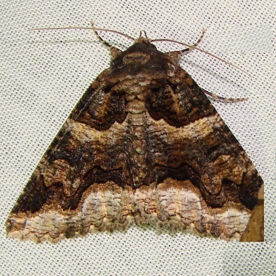 8714 Double-banded Zale Moth Gold Head Branch St Pk 2-16-12