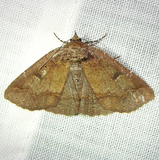 8716 One-lined Zale Moth Gold Head Branch St Pk 2-15-12