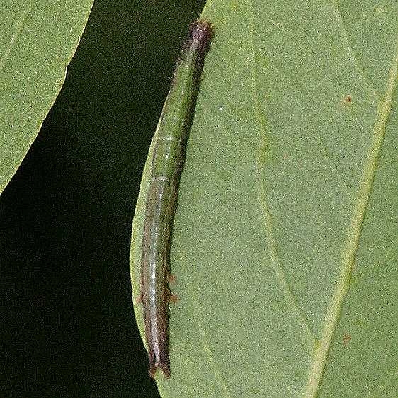 8718.97 Zale Moth sp early instar Caterpillar on Black Locust Clearcreek Metro BG Pk 8-19-16 (3)_opt