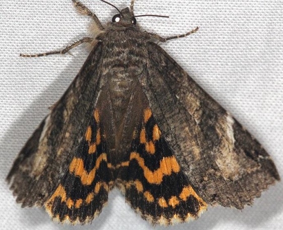 8719 Locust Underwing Moth Shawnee St Pk Oh 6-15-13