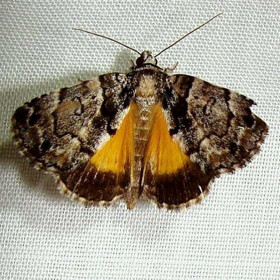 8721 False Underwing Moth Jenny Wiley Ky 4-26-12