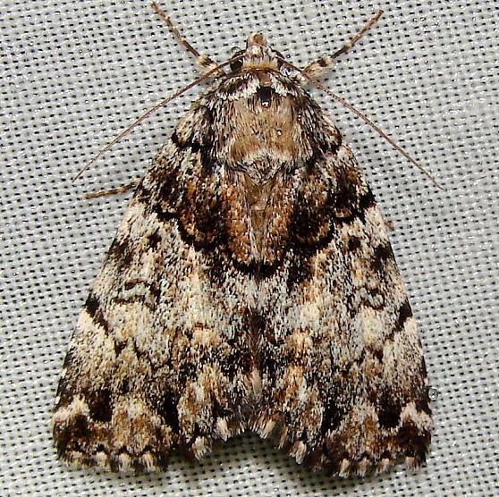 8721 False Underwing Moth Jenny Wiley St Pk KY 4-25-12