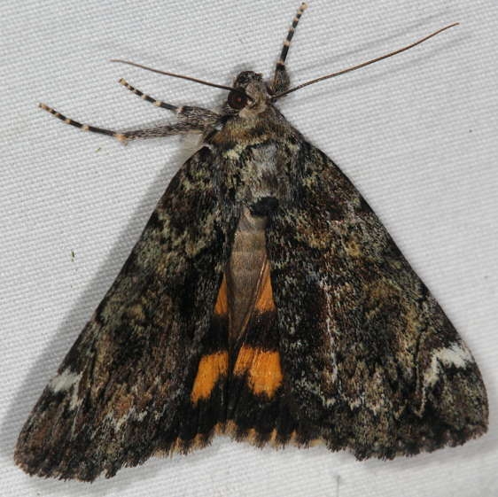 8721 False Underwing Moth yard 6-29-16 (5)_opt