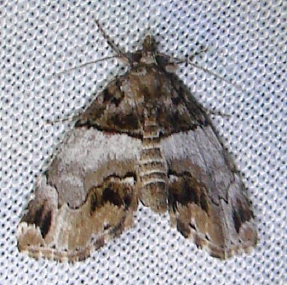 8729 Cutina distincta Grasshopper Lake Ocala Natl 3-15-12
