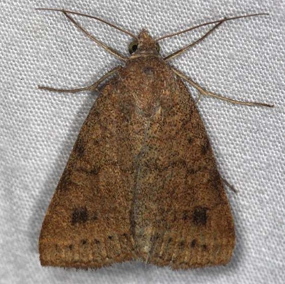 8733 Vetch Looper Moth Little Manetee River St Pk Fl 3-8-15