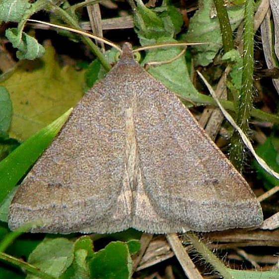 8733 Vetch Looper Moth Payne's Prairie St Pk Fl 3-22-12