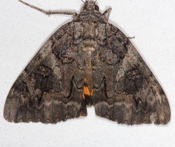 8771 Penitent Underwing Moth yard 9-20-14