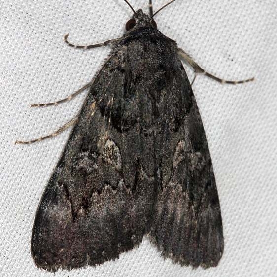 8775 Sweetfern Underwing Moth Thunder Lake UP Mich 9-19-13