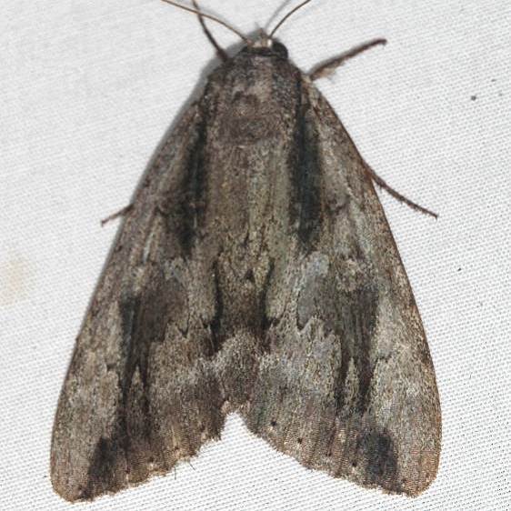 8783-Angus-Underwing-Moth-yard-9-30-19-6_opt