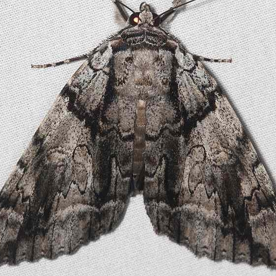 8788 Yellow-gray Underwing Moth King's Mtn St Pk SC 10-4-18 (17)_opt