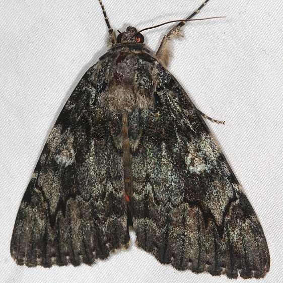 8794 Tearful Underwing Moth Copperhead firetower Shawnee St Pk 8-6-16