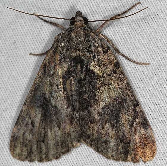 8794 Tearful Underwing Moth tentative yard BG 7-3-18 (3)_opt