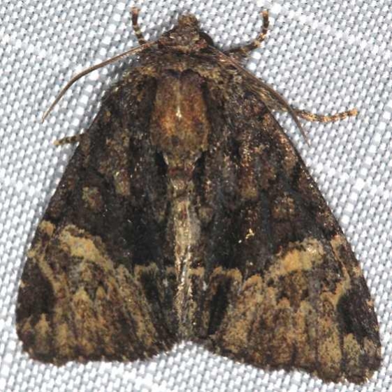 8801 Ilia Underwing Moth Copperhead firetower Shawnee St Pk 8-6-16
