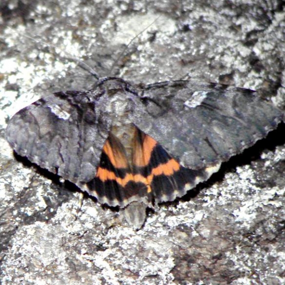 8801 Ilia Underwing The Wife Blackwater River State Forest Castle Mound Campground Wisc 7-9-10