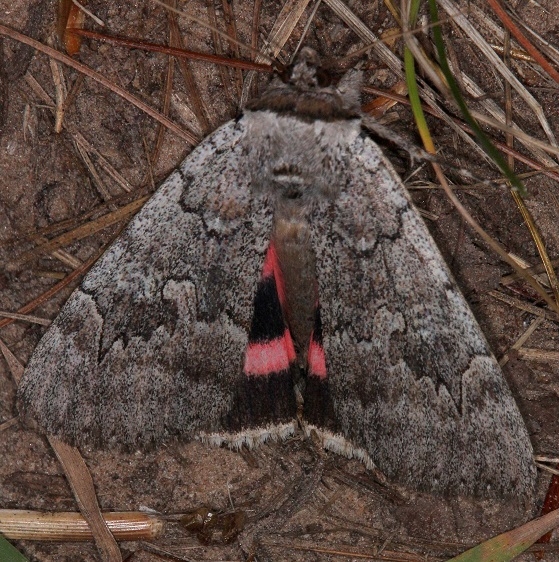 8833-Pink-Underwing-Moth-Thunder-Lake-UP-Mich-9-27-14