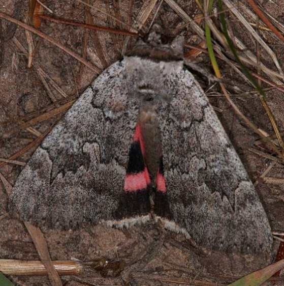 8833 Pink Underwing Moth Thunder Lake UP Mich 9-27-14