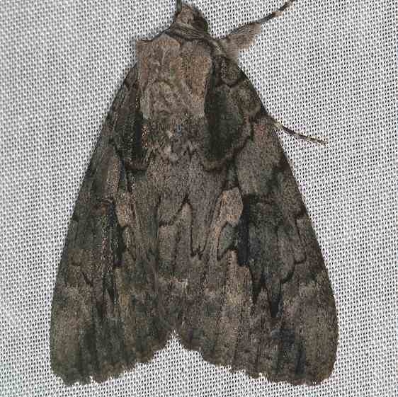 8834 Sweetheart Underwing Moth yard 8-18-16 (7)_opt