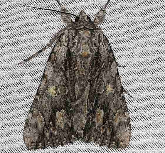 8851 Scarlet Underwing Moth Lake of the Woods Ontario 7-26-16