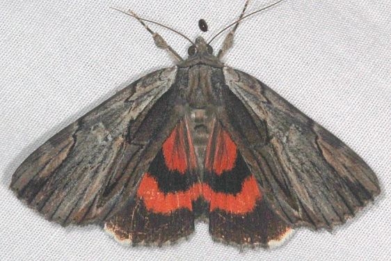 8857 Ultronia Underwing Moth yard 7-3-18 (2)_opt