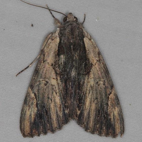 8857 Ultronia Underwing yard Orient Oh 7-13-14