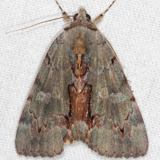 8864 Woody Underwing Moth Catocola grynea yard 7-14-13