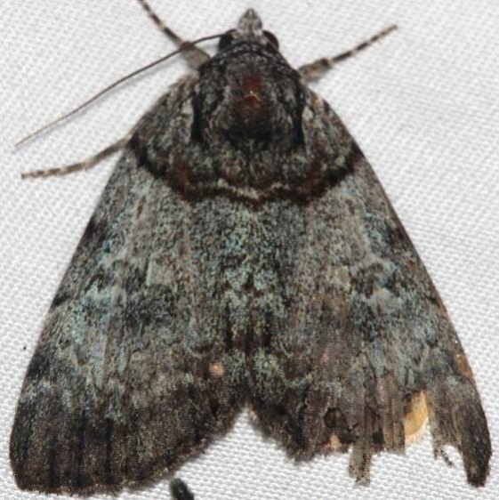 8871 Sweet Underwing Moth Catocala dulciola yard BG 7-5-16