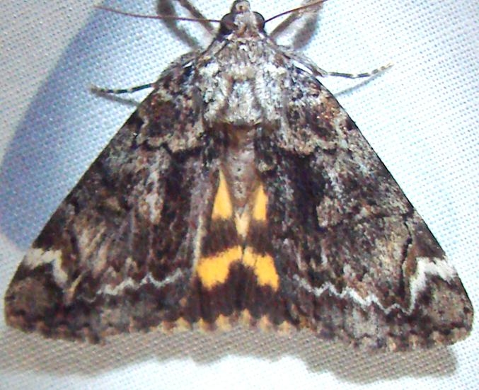 8874 Little Underwing Moth yard 6-10-10