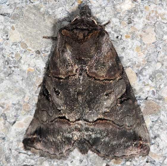 8881 Spectacled Nettle Moth Cedar Bog Ohio 7-13-18 (22)_opt