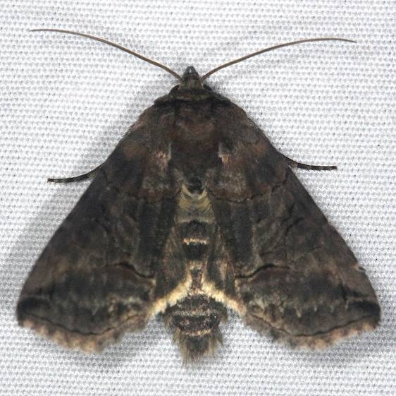 8881 Specticled Nettle Moth Huffman Prairie WPAFB Dayton Oh 7-27-14