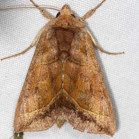 8896 Dark-spotted Looper Moth Lake of the Woods Ash Rapids Lodge 7-16-17 (76)_opt