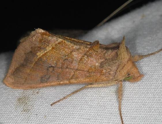 8896 Dark-spotted looper Moth Lake of the Woods Ontario 7-26-16